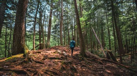 Forests Are Bouncing Back After Decades of Acid Rain and Logging In The Most Unlikely Way