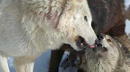 Scientists Stunned After Noticing Gray Wolves in Alaska Hunt In a Way Never Seen Before