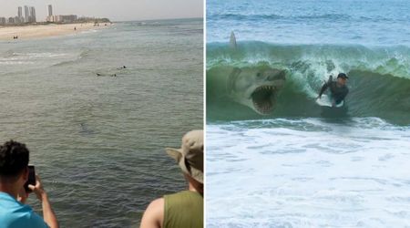 A Seemingly ‘Harmless’ Shark Species Killed a Swimmer in First-Ever Instance — and Experts Know Why