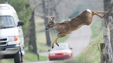 Indiana State Police Urges Drivers to ‘Slow Down’ and Keep Distance From Deers in the Coming Months