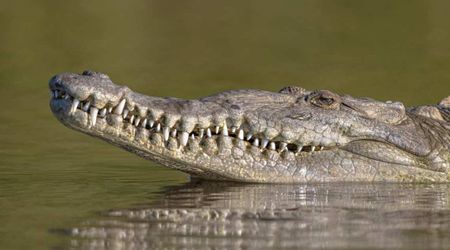 Officials Warn Jamaicans to Watch Out for Crocodiles as Hurricane Melissa Displaces the Creatures