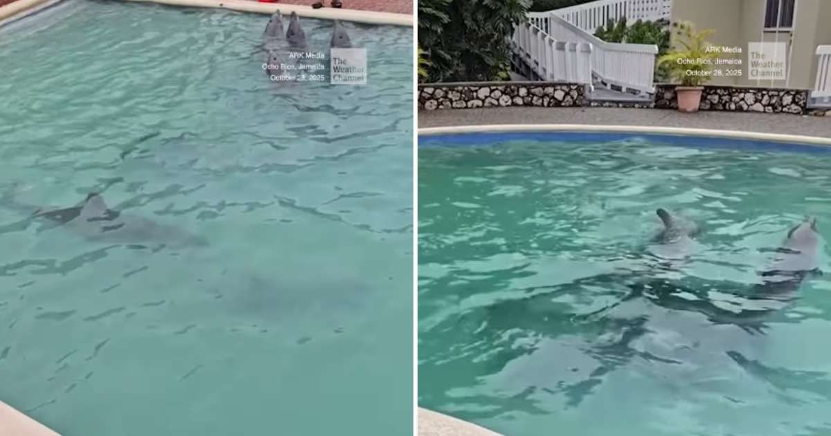 Dolphins are spending a playful time in a swimming pool in Ocho Rios after getting displaced from their original habitat due to Hurricane Melissa (Cover Image Source: Instagram | @weatherchannel)