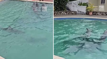 Dolphins Displaced by Hurricane Melissa Ride Out the Storm in an Apartment’s Swimming Pool