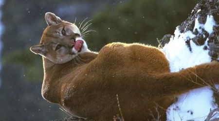 Researchers Put GPS Tags on Animals in Yellowstone — and Found Surprising Responses to Rising Heat