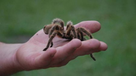 Scientists Discover ‘Spooky’ New Spider Species in California’s Sand Dunes, Ahead of Halloween