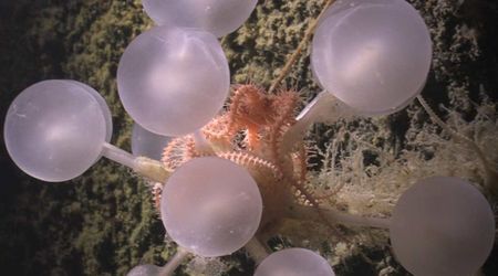 ‘Death Ball Sponge’ and ‘Zombie Worms’ — Researchers Find Never-Before-Seen Species in Southern Ocean