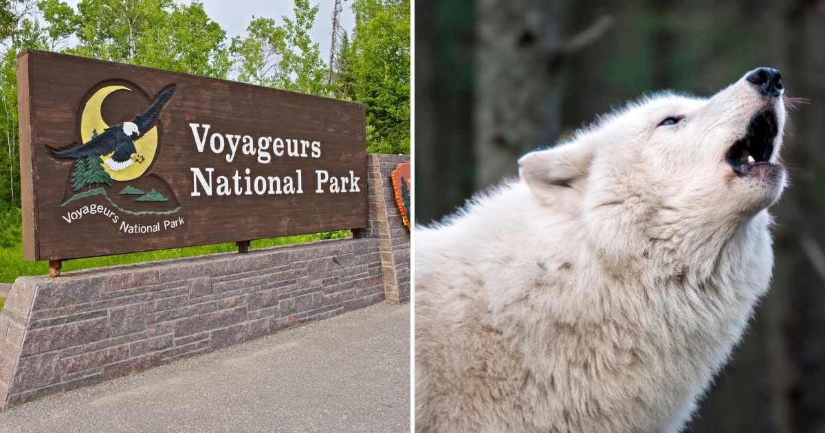 (L) Sign reading Voyageurs National Park; (R) A wolf howling in a park (Representative Cover Image Source: Getty Images | (L) Welcomia, (R) Edwin Butter)