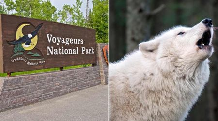 Voyageurs National Park Wolf Population Just Hit 11-year-Low And There's One Key Reason For It