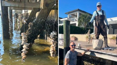 Oyster Shells From Florida’s Restaurants Help the Restoration of Lake Worth Lagoon’s Ecosystem