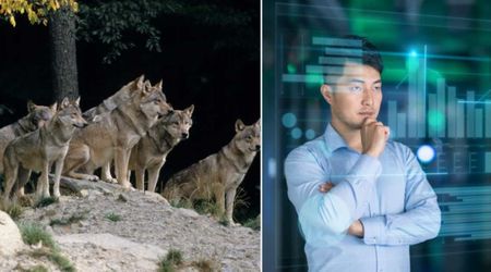 AI Is Paying Attention to the Howls of Yellowstone Wolves — and It Is Helping in a Big Way