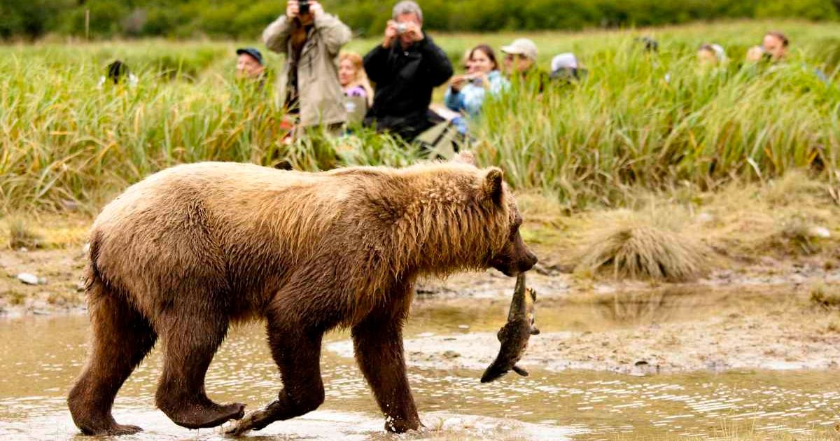 Tourists capture a grizzly bear walking in front of them. (Representative Cover Image Source: Getty Images | McDonald Wildlife Photography)