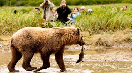 Bear Sightings at Yellowstone Comes With a Price — and It’s a Huge Source of Income for the Park