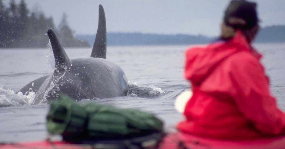A kayaker staring at killer whales. (Representative Cover Image Source: Getty Images | Joel W. Rogers)