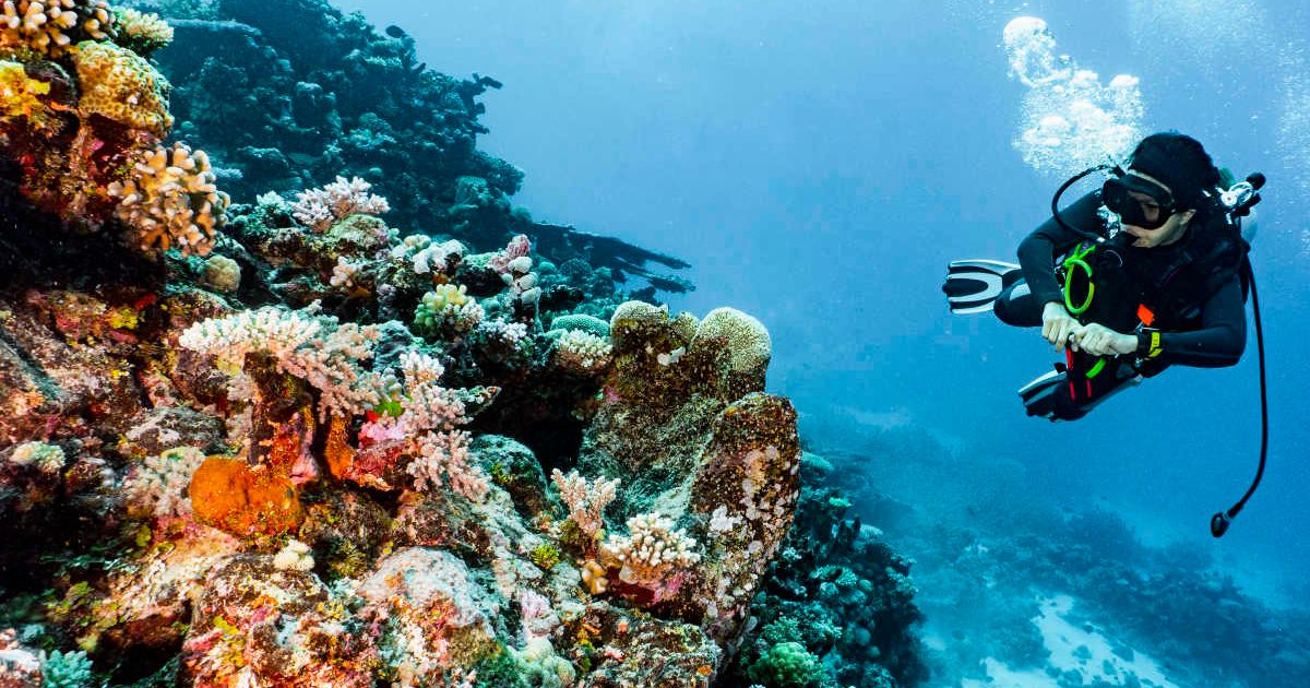 Scobadiver exploring corals at the Great Barrier Reef. (Representative Cover Image Source: Canvas Images)