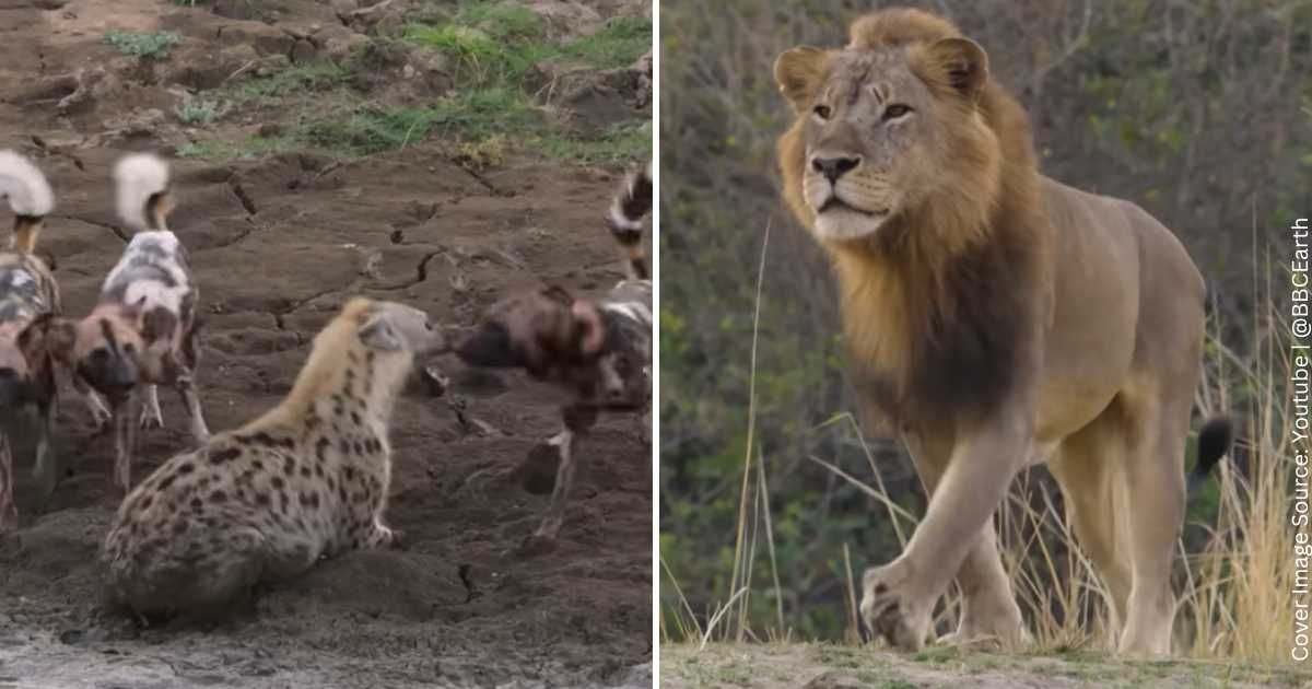 Majestic lion seeking a carcass ends up saving a pregnant hyena from a pack of wild dogs (Cover Image Source: Youtube | @BBCEarth)