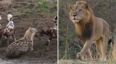 New David Attenborough Documentary Captures a Lion Saving a Pregnant Hyena in a Never-Before-Seen Event