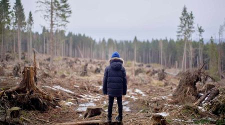 Scientists Found an Unlikely Culprit Driving Catastrophic Deforestation in Chile's Easter Islands
