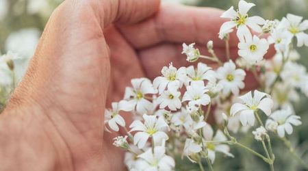 Human Activities Are Killing These Rare Native Flowers That Grow Along Washington’s Columbia River