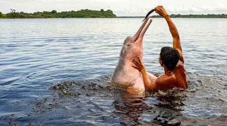 Amazon Lakes Have Turned Hotter Than Spa Baths, Causing Mass Deaths of Pink Dolphins— New Study Says