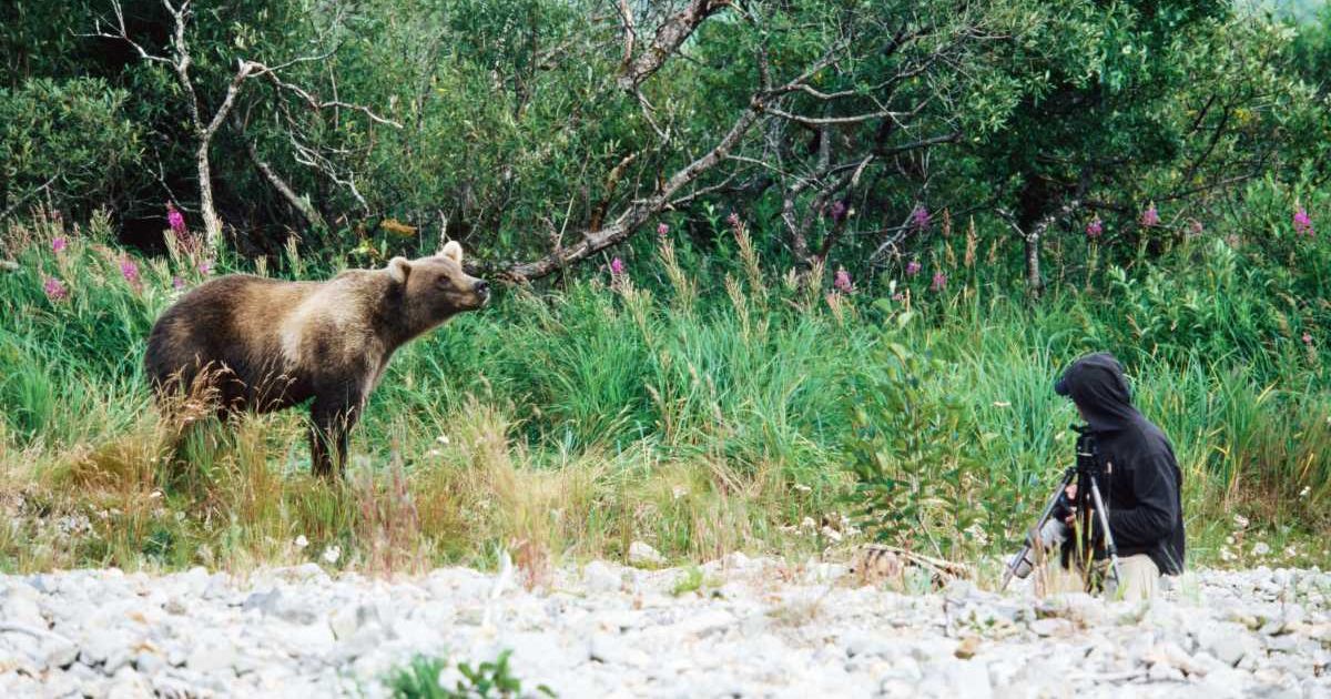 A man photographing a bear in North America. (Representative Cover Image Source: Getty Images | Mark Newman)