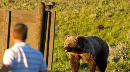 Why Alaska’s Wildlife Authorities Are Firing at an Unlimited Number of Bears From Helicopters?