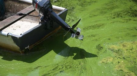 CDC Issues Warning as a Research Accidentally Set off Toxic Algal Bloom in Oregon’s Major Water Reservoir