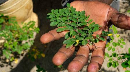 FDA Announces Nationwide Recall of Organic Moringa Leaf Powder Due to the Threat of Deadly Bacteria