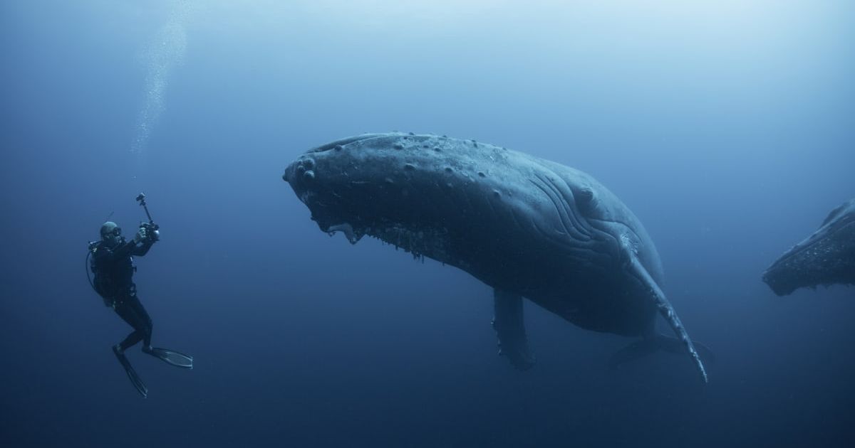 A diver observing a whale underwater. (Representative Cover Image Source: Getty Images | Rodrigo Friscione)
