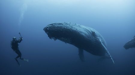 Researchers Checked the Number of Squids Pilot Whales Ate Each Day— the Results Were Unbelievable