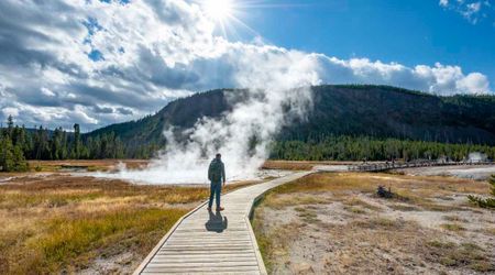 Footage Reveals a Careless Visitor Getting Dangerously Close to a Pack of Wolves in Yellowstone