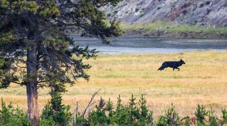 New Study Reveals How Wolves Affect the Ecosystem of Isle Royale National Park by Hunting Beavers