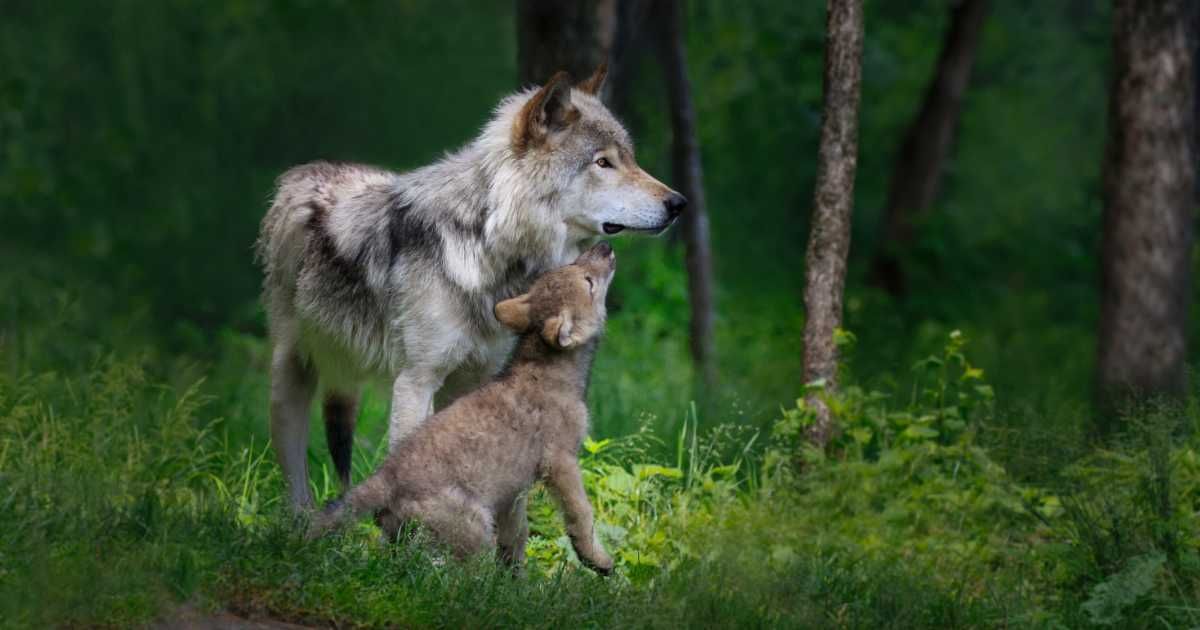 A gray wolf with its pup. (Representative Cover Image Source: Getty Images | Adria Photography)
