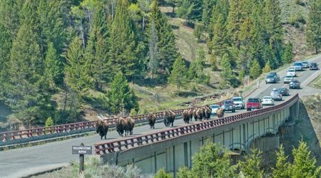 Visitors Are Excited as Yellowstone National Park Gets a Makeover With a Massive New Bridge