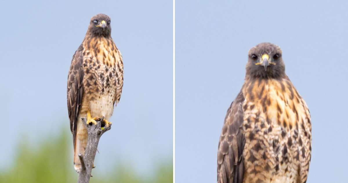 Majestic predator red-tailed hawk perched on a dying tree in Yellowstone with a fiery gaze (Cover Image Source: Instagram | @yellowstonenps)