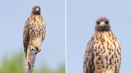Yellowstone National Park Shares Rare Image of a Hawk in 'Goggles Mode' Moments Before Hunting