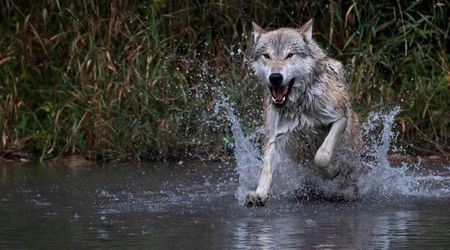 Scientists Amazed by Wild Wolf in Canada Exhibiting Rare Behavior of Using Tools to Forage for Food