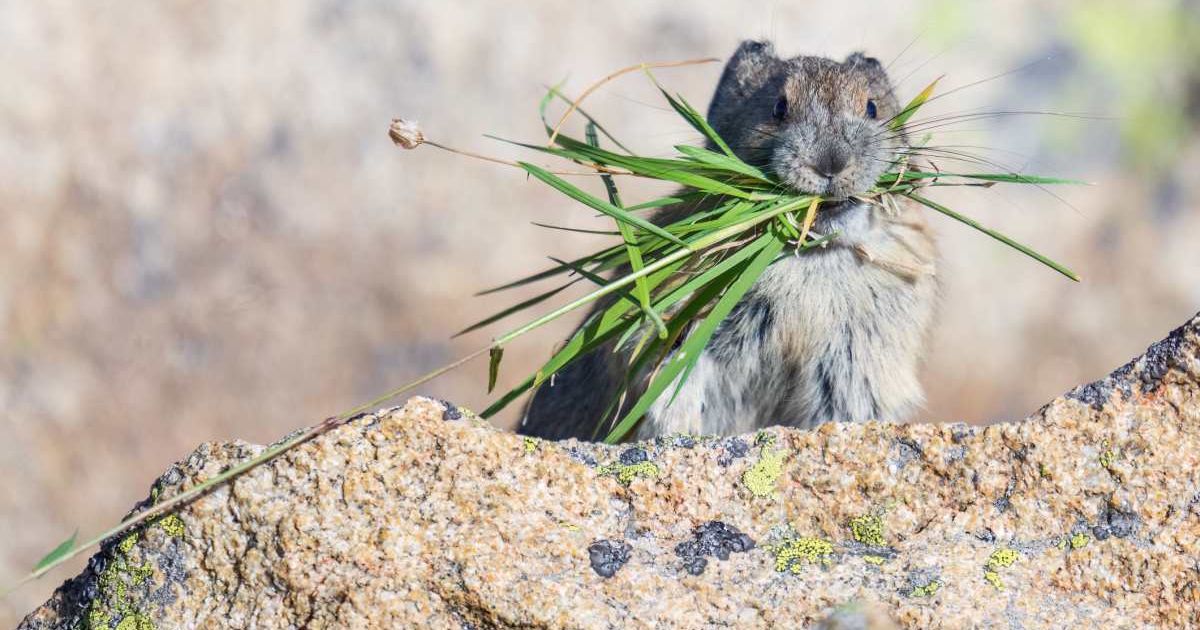 Cute American Pika sitting on a mountaintop with grasses and food in its mouth (Representative Cover Image Source: Getty Images | Carlos Carreno)