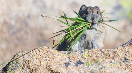 New Study Reveals a Worrisome Future for This Cute Rocky Mountain Animal—Thanks to Climate Change