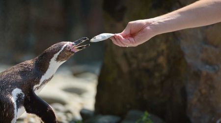 Critically Endangered Penguins Are Now Competing With Fishing Boats for Food as New Threat Looms