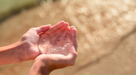 Rare Jellyfish Species Native to Australian Waters Wash Up on Texas Shores— Experts Call Them a Threat