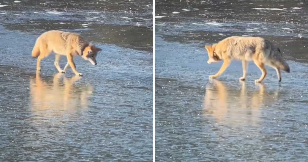 A photographer captured a coyote displaying an intelligent choice in Grand Teton National Park (Cover Image Source: Instagram | @elkraven_photography)