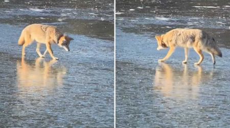 Photographer Films a Coyote in Grand Teton Making a Clever Choice After Stepping Onto Thin Ice