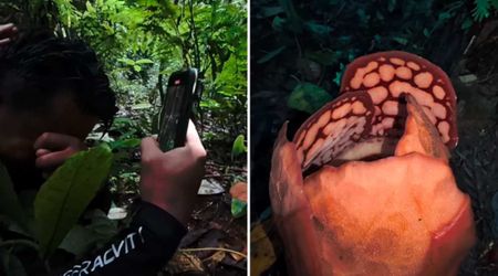 Biologist Starts Crying After Finding One of World’s Rarest Flowers After a 13-Year-Long Search
