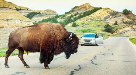 Theodore Roosevelt National Park's Scenic Loop Road Finally Reopens After 6-Year Closure