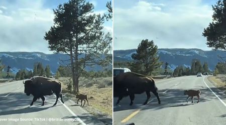Adorable Baby Bison Learning to Cross the Road in Yellowstone National Park Wins the Internet