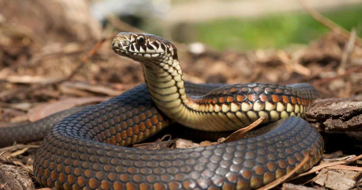 A venomous snake coiled and was alert in the woods. (Representative Cover Image Source: Getty Images | Byronsdad)