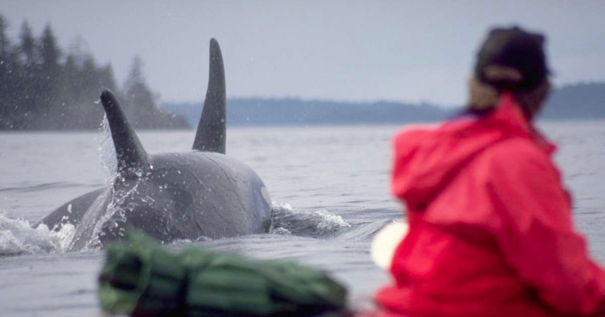 A person on a kayak is looking at a whale nearby. (Representative Cover Image Source: Getty Images | Joel W. Rogers)
