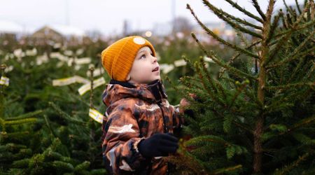Gold Grows on Christmas Trees? Experts Discover This Hidden Treasure Sprouting in Spruce Needles