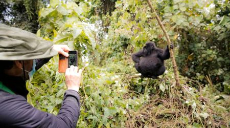 Playful Gorilla in Rwanda Helps Photographer Win Nikon's 2025 Comedy Wildlife Award