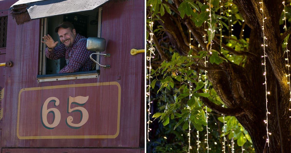 (L) Passenger riding in the Skunk Train, (R) Tree bark decorated with Christmas lights (Representative Cover Image Source: Getty Images | (L) George Rose, (R) Tanchaiyan Tantiamnuay)